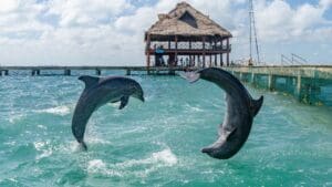 xr:d:DAFhDBmm4xI:112,j:6151187498773249016,t:23071216